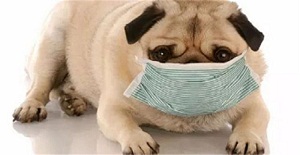 狗狗感冒了吃什么藥？愛寵感冒了吃什么藥？