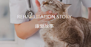 公貓絕育多少錢(qián)？