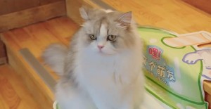 貓吐了一灘黃水帶泡沫，怎么回事？