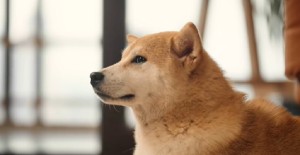 母狗發(fā)情期多久？